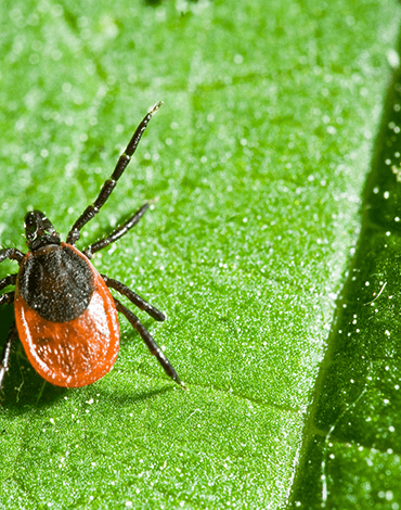 RIVM Tick bite awareness app - DTT apps